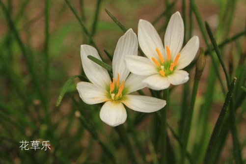 会预测下雨的韭莲花图片大全，韭莲高清图片大